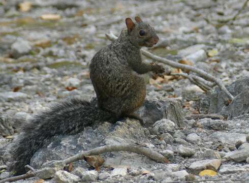 Image of Yucatan Squirrel