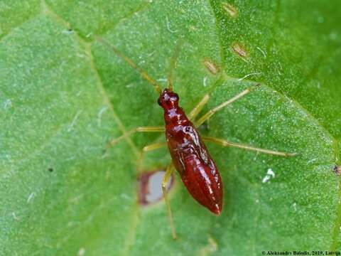 Image of Tupiocoris rhododendri (Dolling 1972)