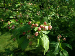 Image of Manchurian crab apple