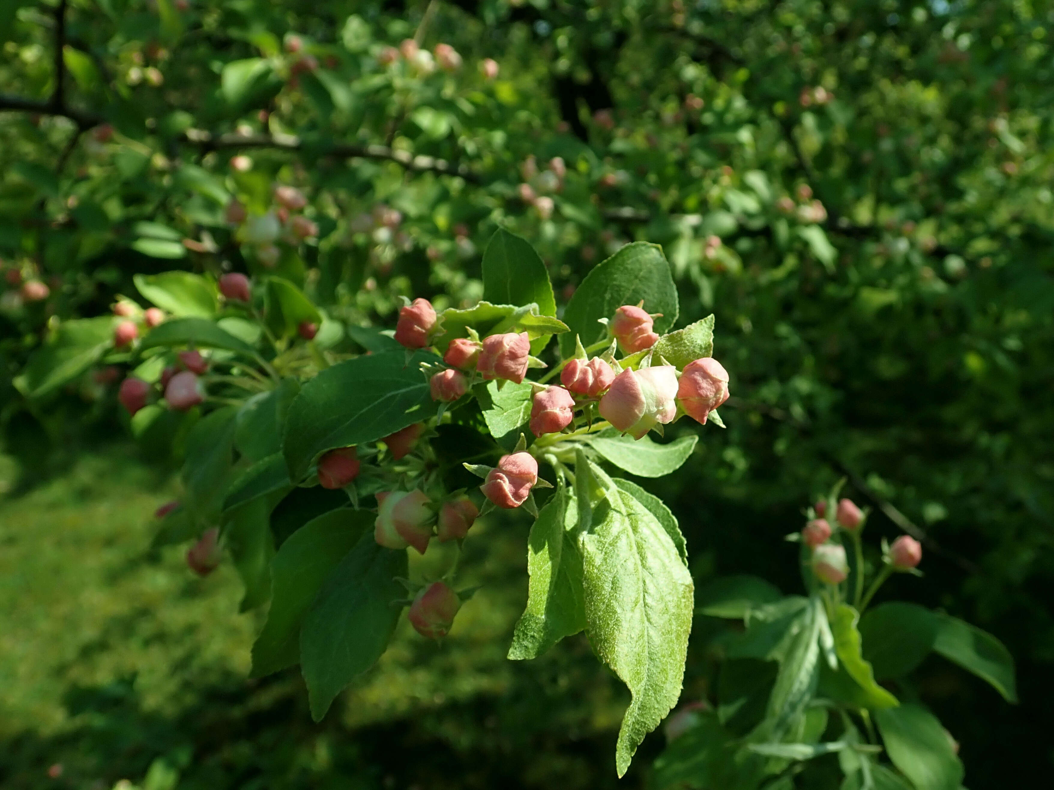 Image of Manchurian crab apple