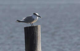 Image of Sandwich Tern