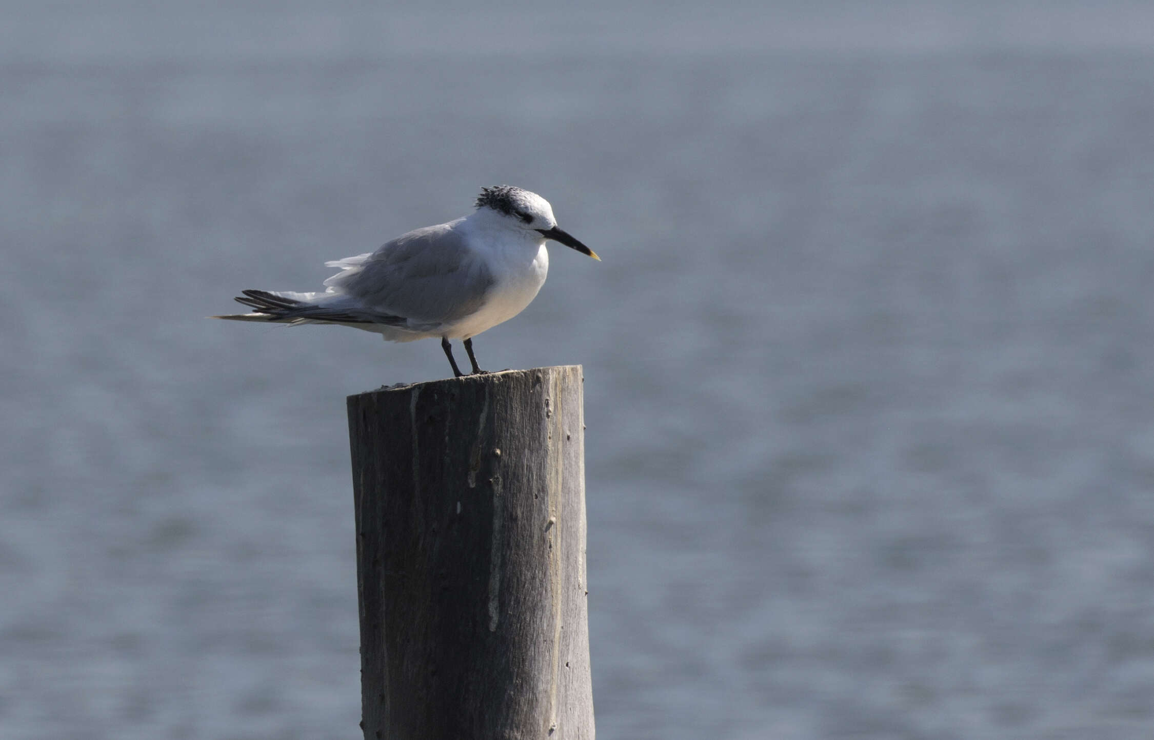 Image of Sandwich Tern