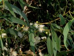 Image of Eucalyptus aromaphloia Pryor & J. H. Willis