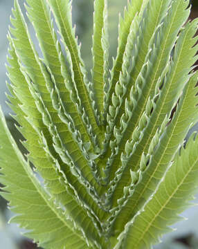 Image de Melianthus major L.