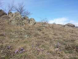 Image of Greater Pasque Flower