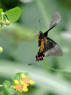 Image of Papilio paris Linnaeus 1758