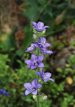 Слика од Lobelia siphilitica L.