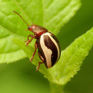 Image of Calligrapha (Bidensomela) bidenticola Brown 1945