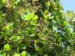 Image of cashew