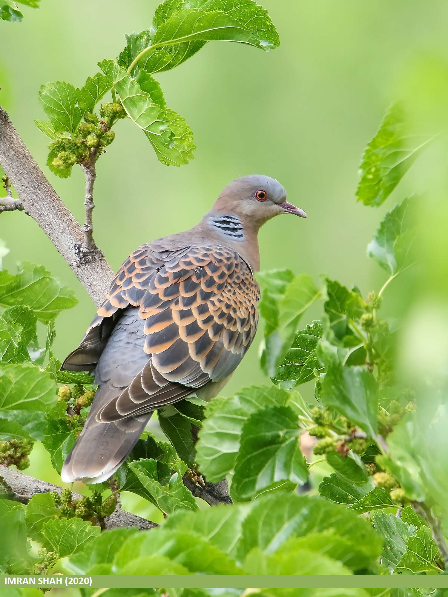 Image of Oriental Turtle Dove