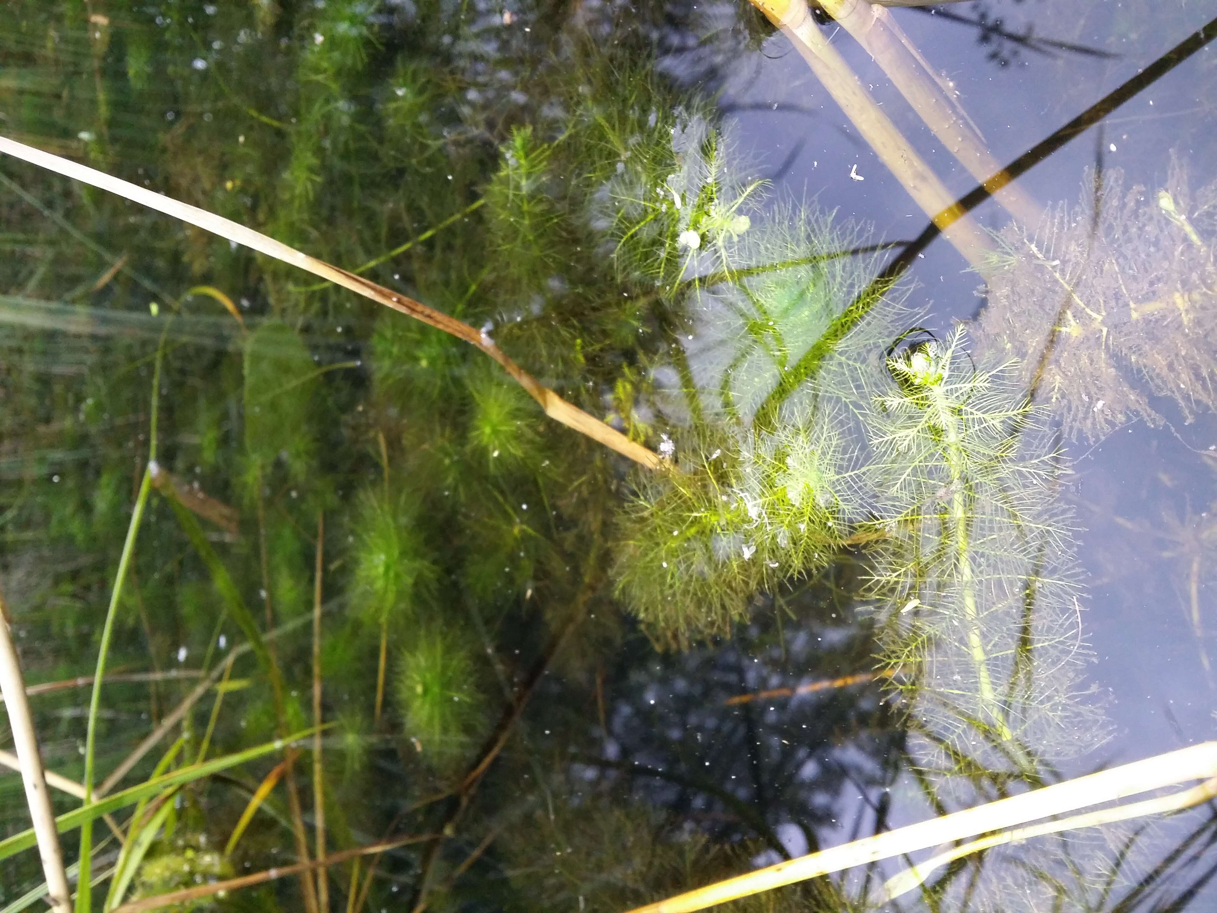 Image of Whorled Water-milfoil