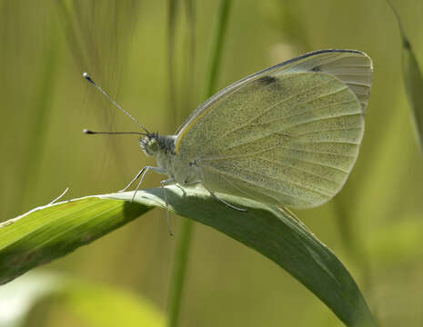 Image of cabbage butterfly