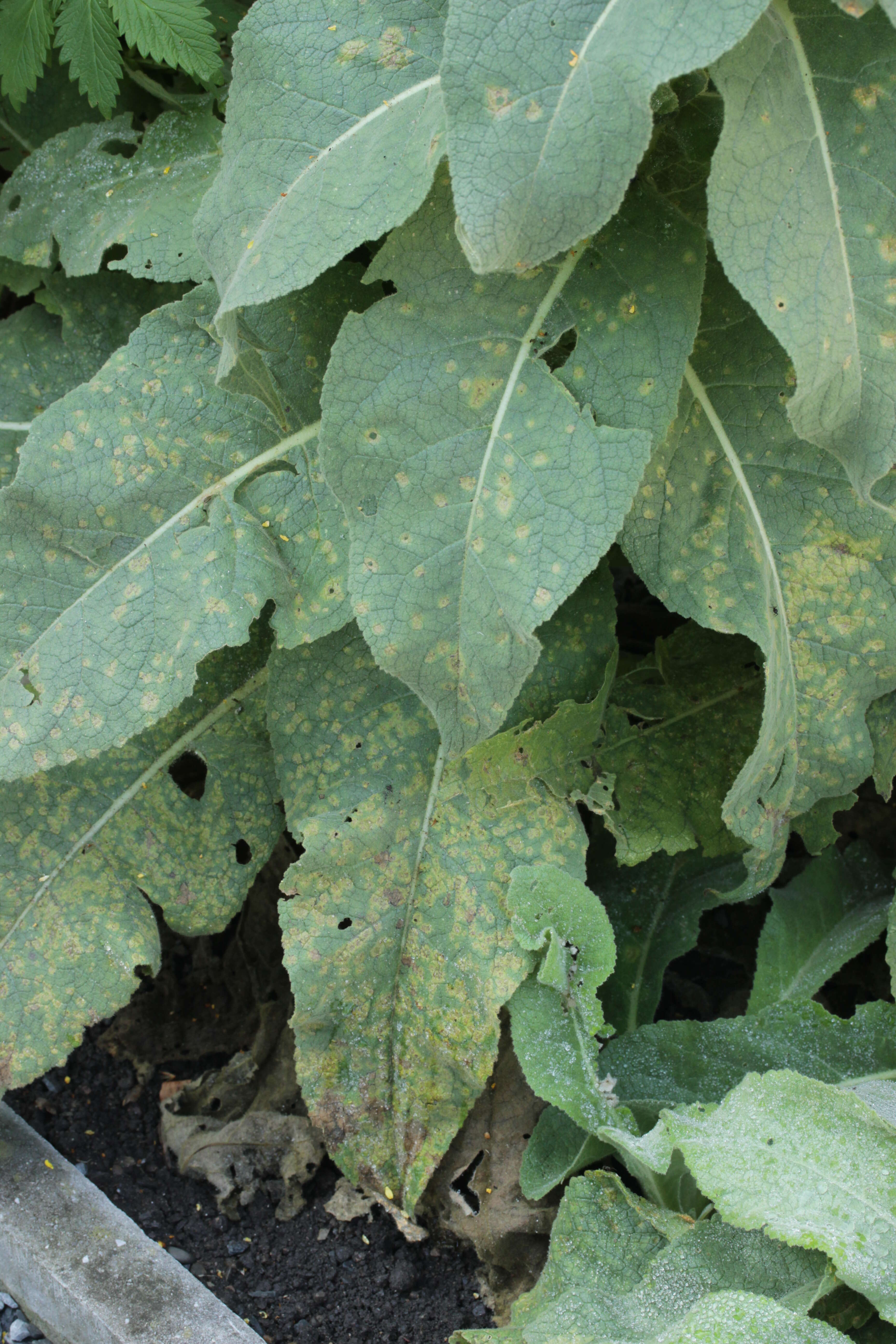 Image de faux bouillon blanc