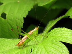 Image of Short-winged Meadow Katydid