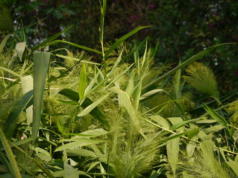 Image of tiger grass