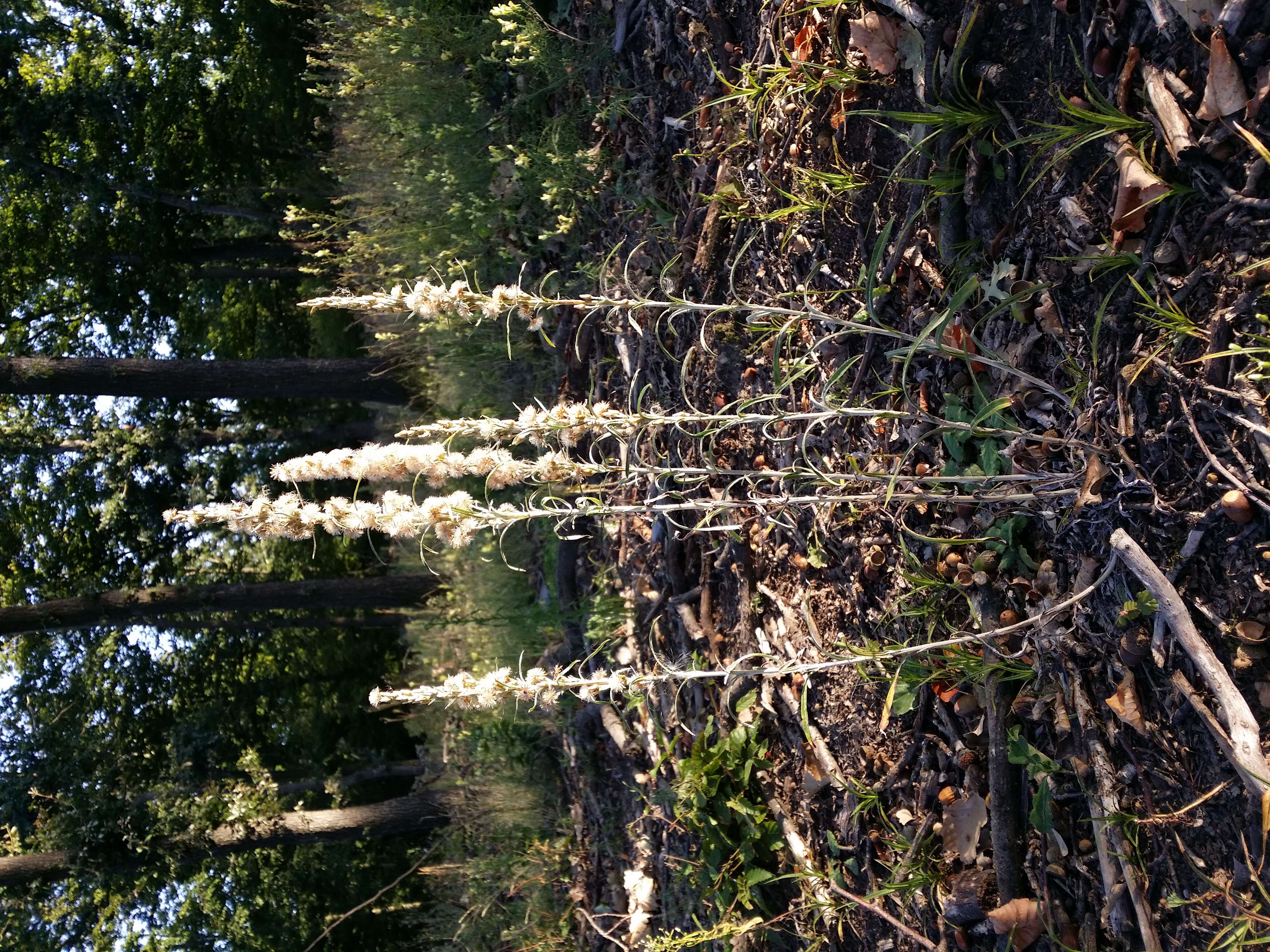 Image of heath cudweed