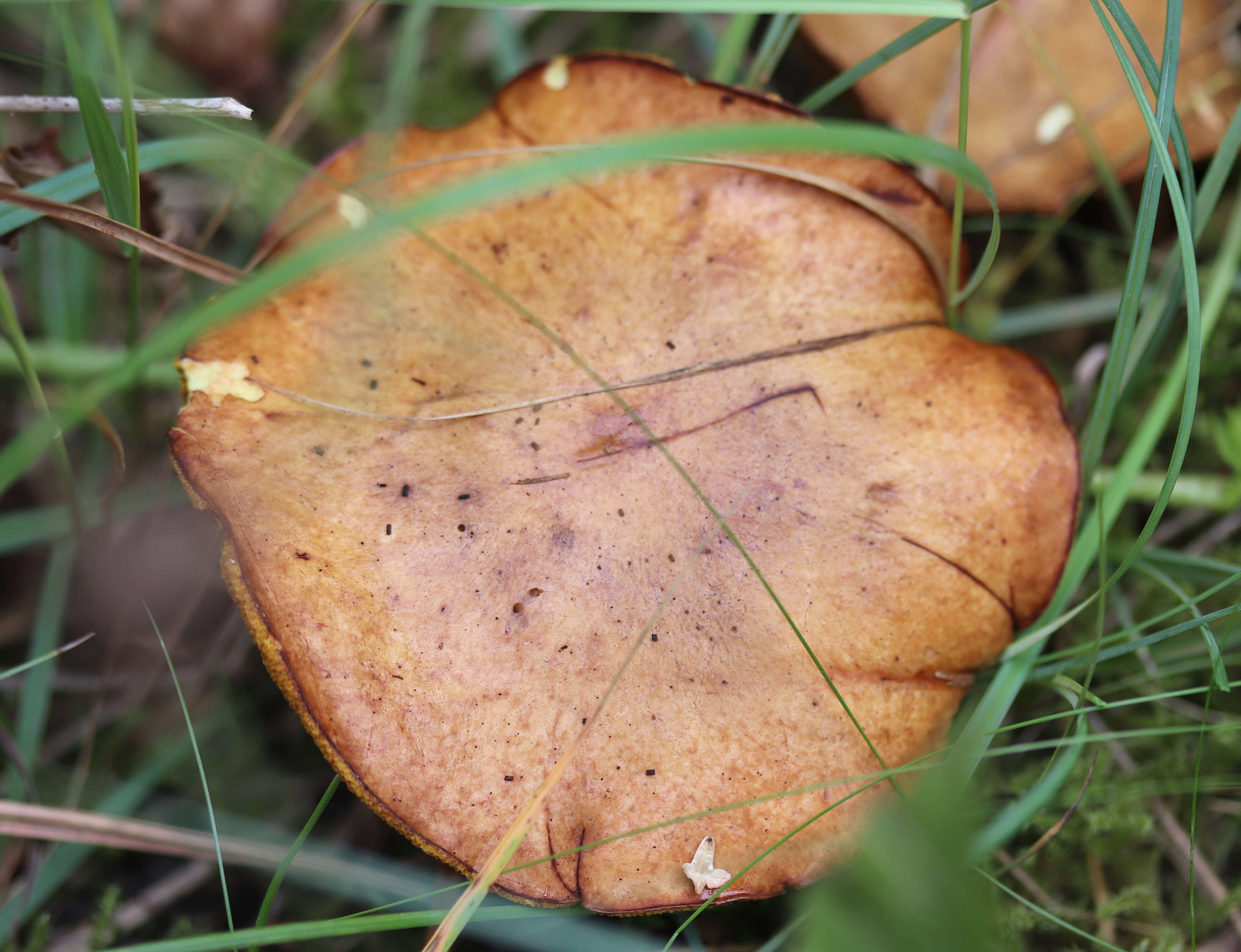 Image of Suillus bovinus (L.) Roussel 1796