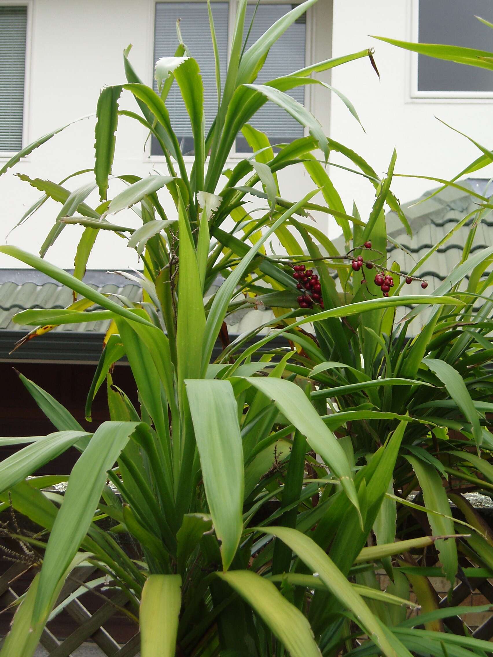 Imagem de Cordyline rubra Otto & A. Dietr.