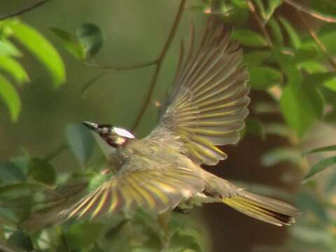 Image of Light-vented Bulbul