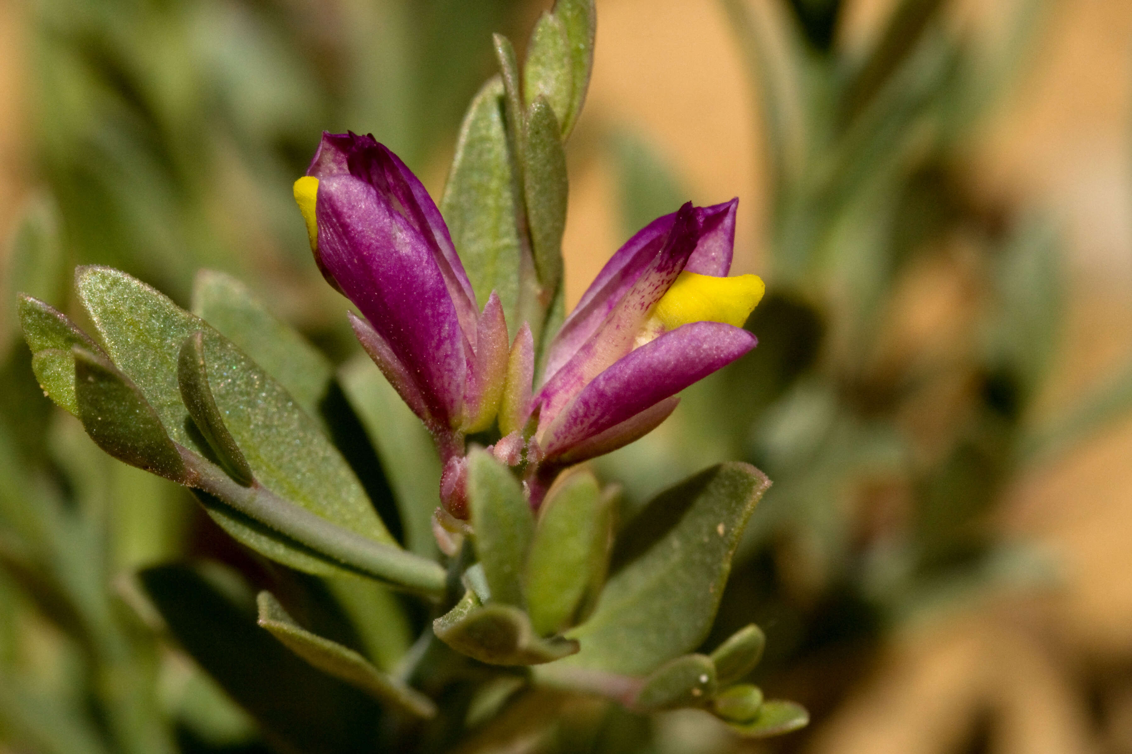 Image of Milkwort