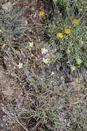 Image of Ballhead Sandwort