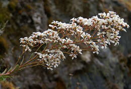 Imagem de Saxifraga cotyledon L.