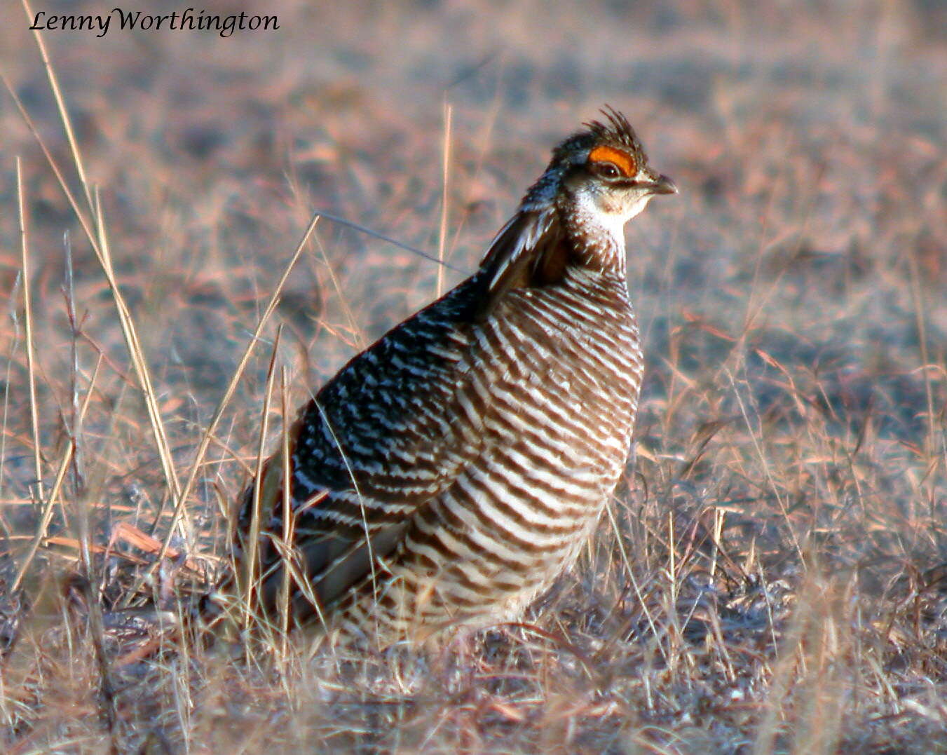 Image of Greater Prairie Chicken