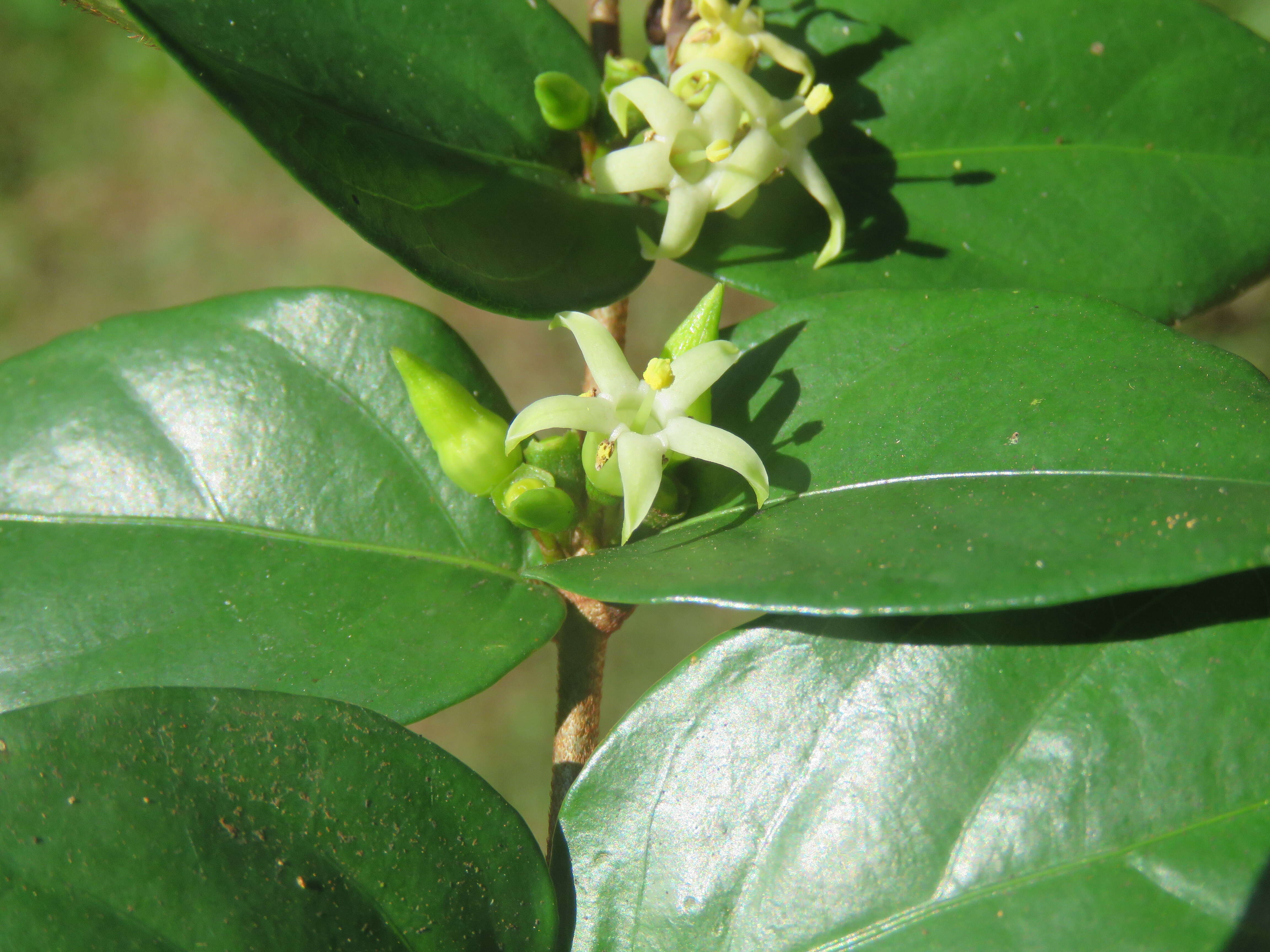 Image of Canthium angustifolium Roxb.