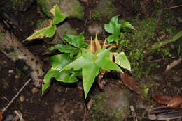 Plancia ëd Asplenium hemionitis L.