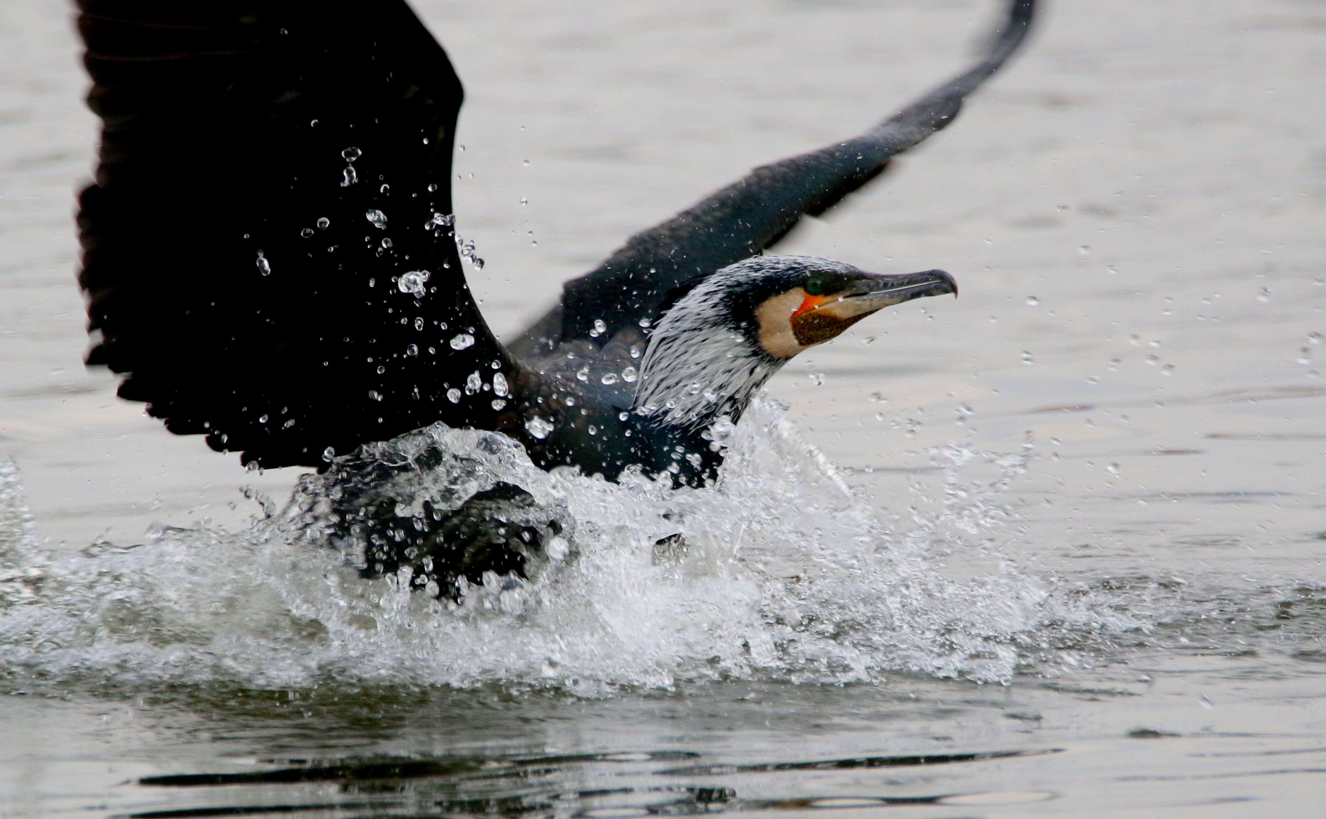 Image of Black Shag