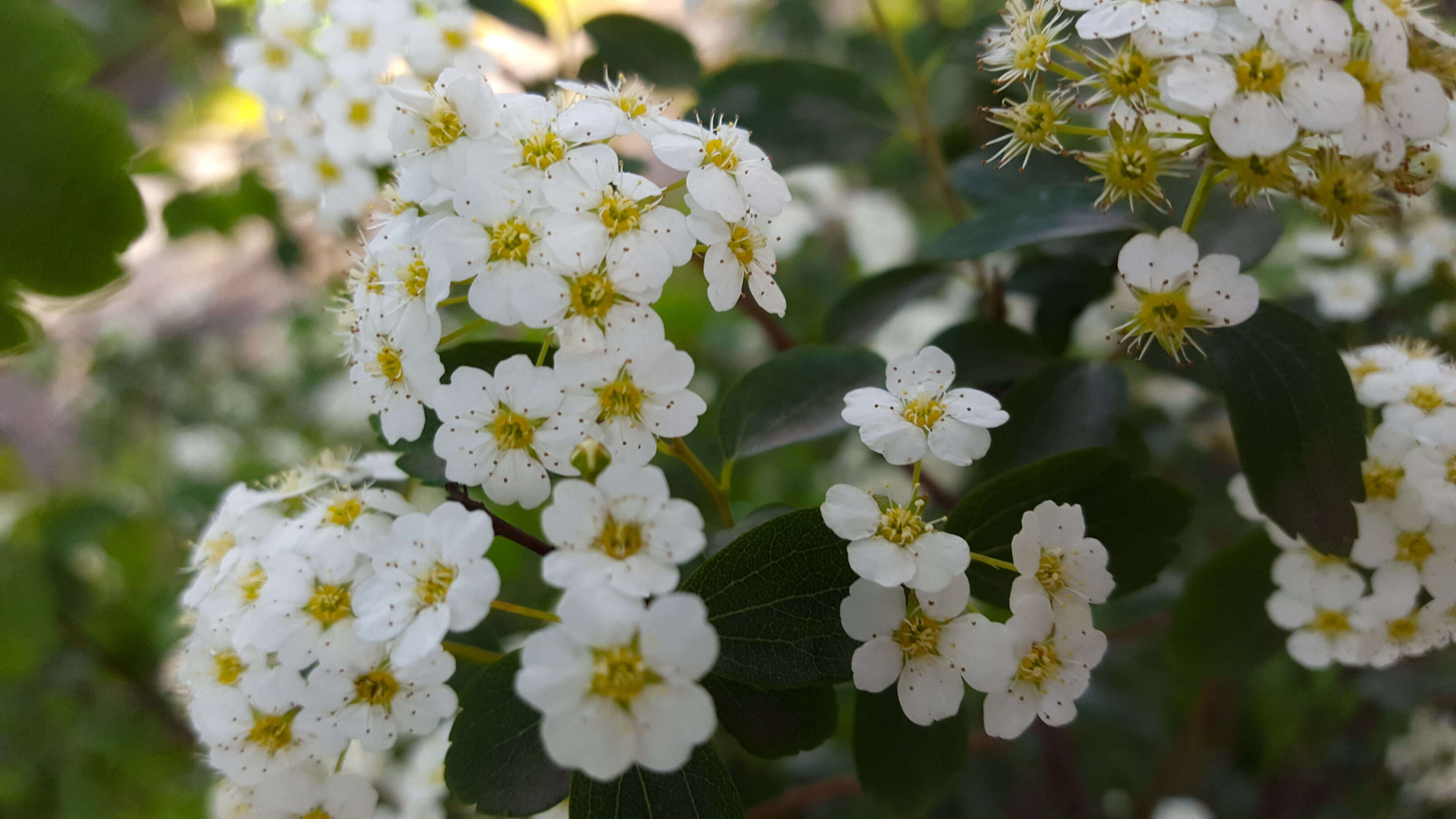 Image of Asian meadowsweet