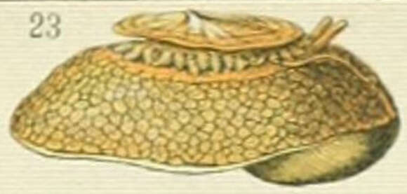 Image of Umbraculidae Dall 1889