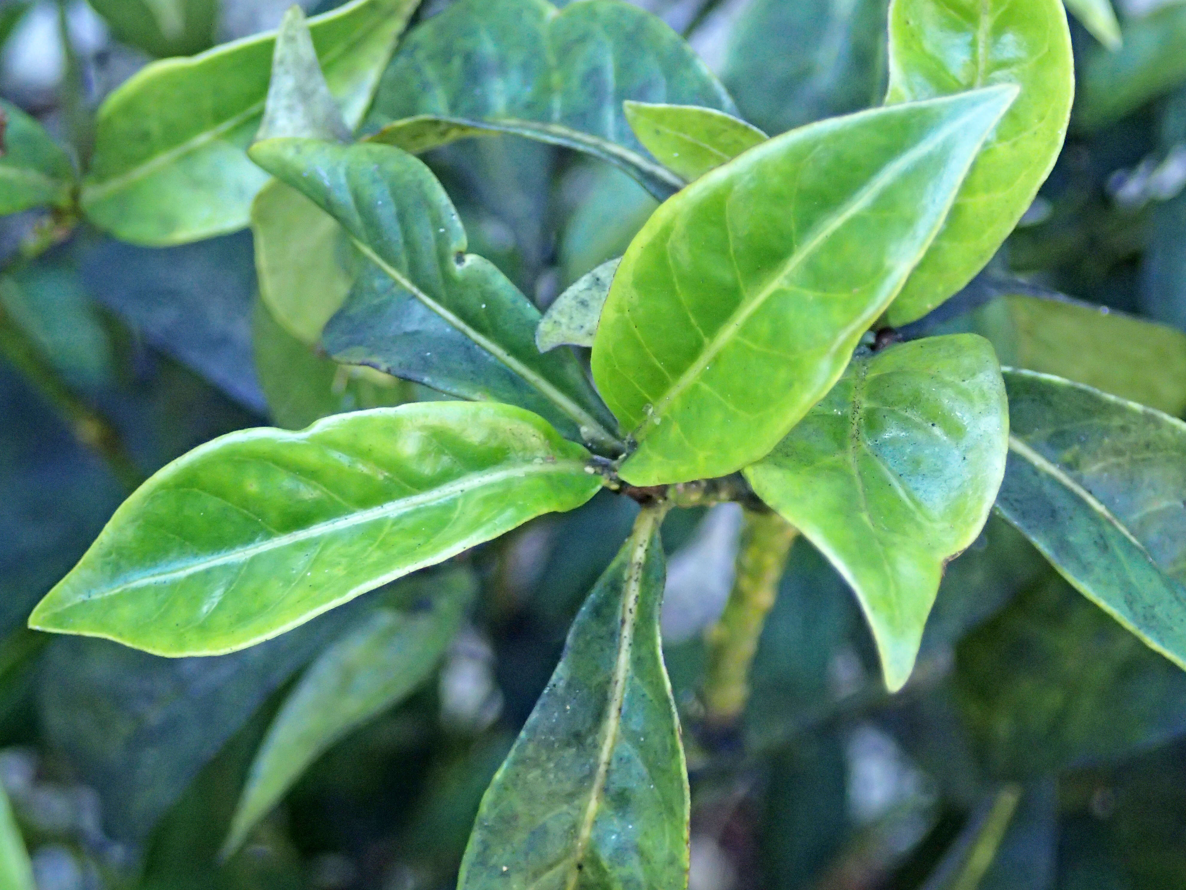 Plancia ëd Psychotria ligustrifolia (Northr.) Millsp.