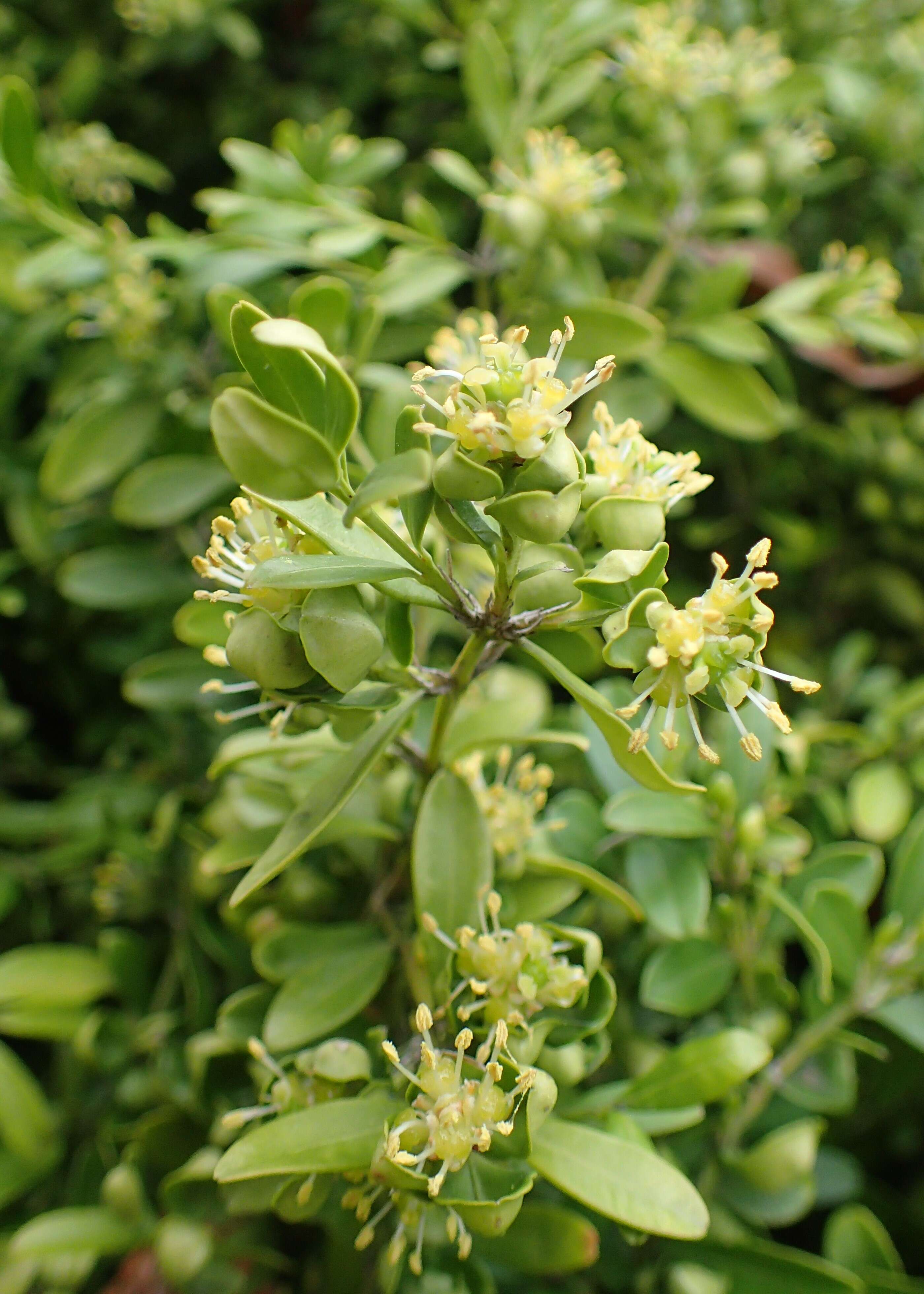 Image of Boxwood