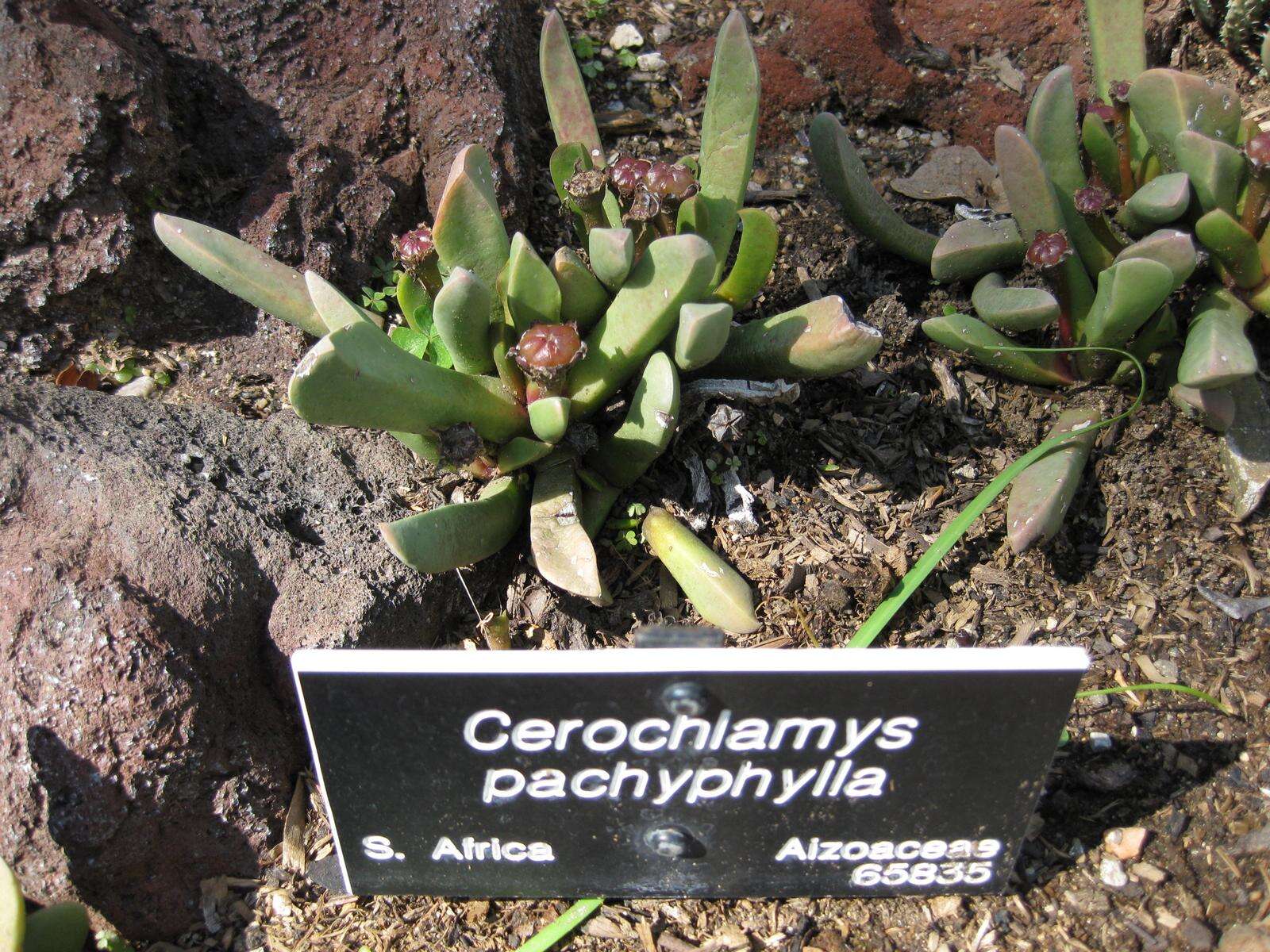 Image of Cerochlamys