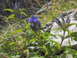 Image of Cross gentian