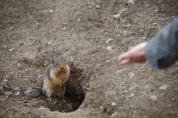 Image of Columbian ground squirrel