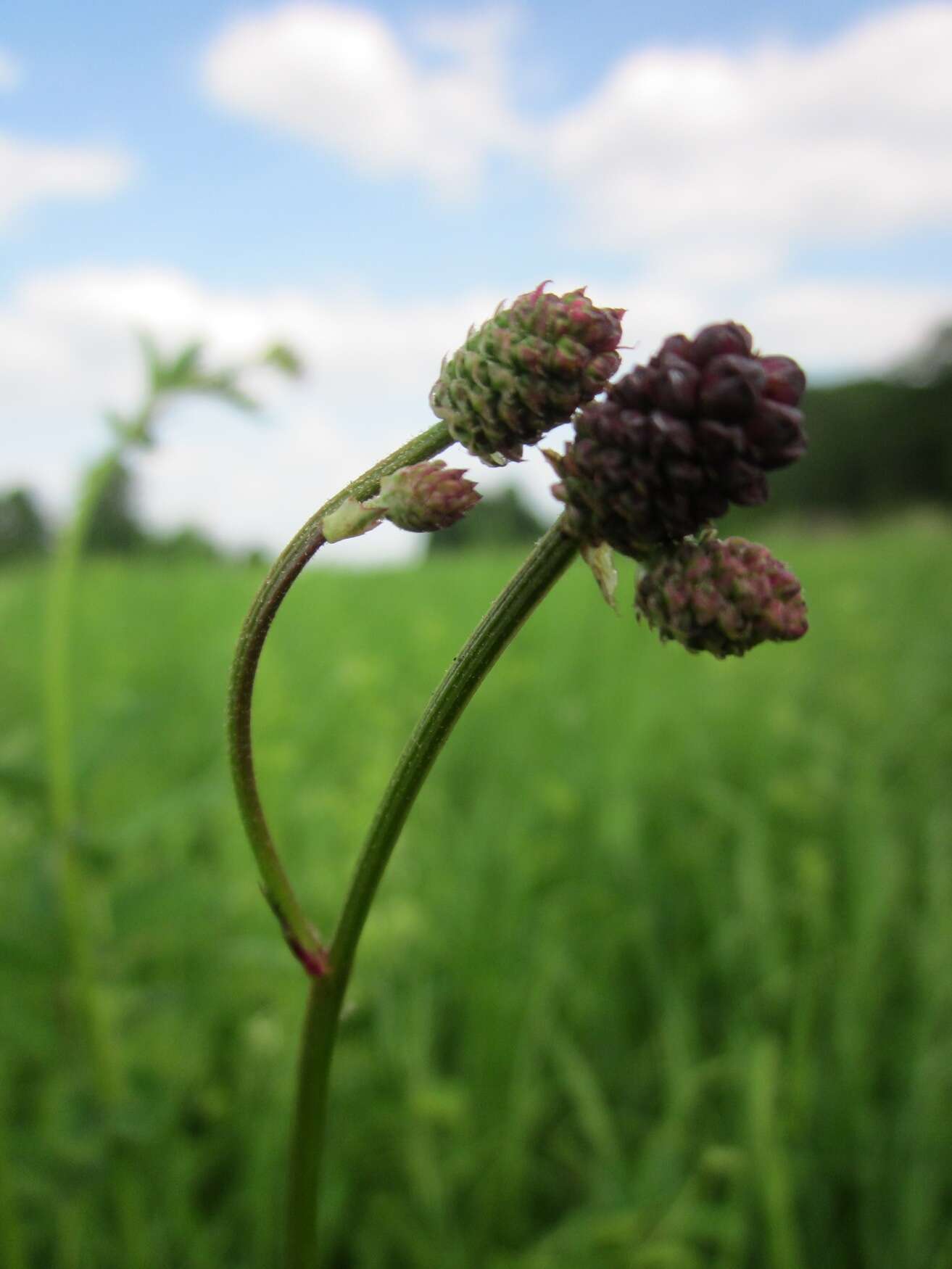 Image of Great Burnet