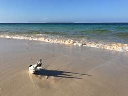 Image of Crested Tern