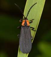 Image of net-winged beetles