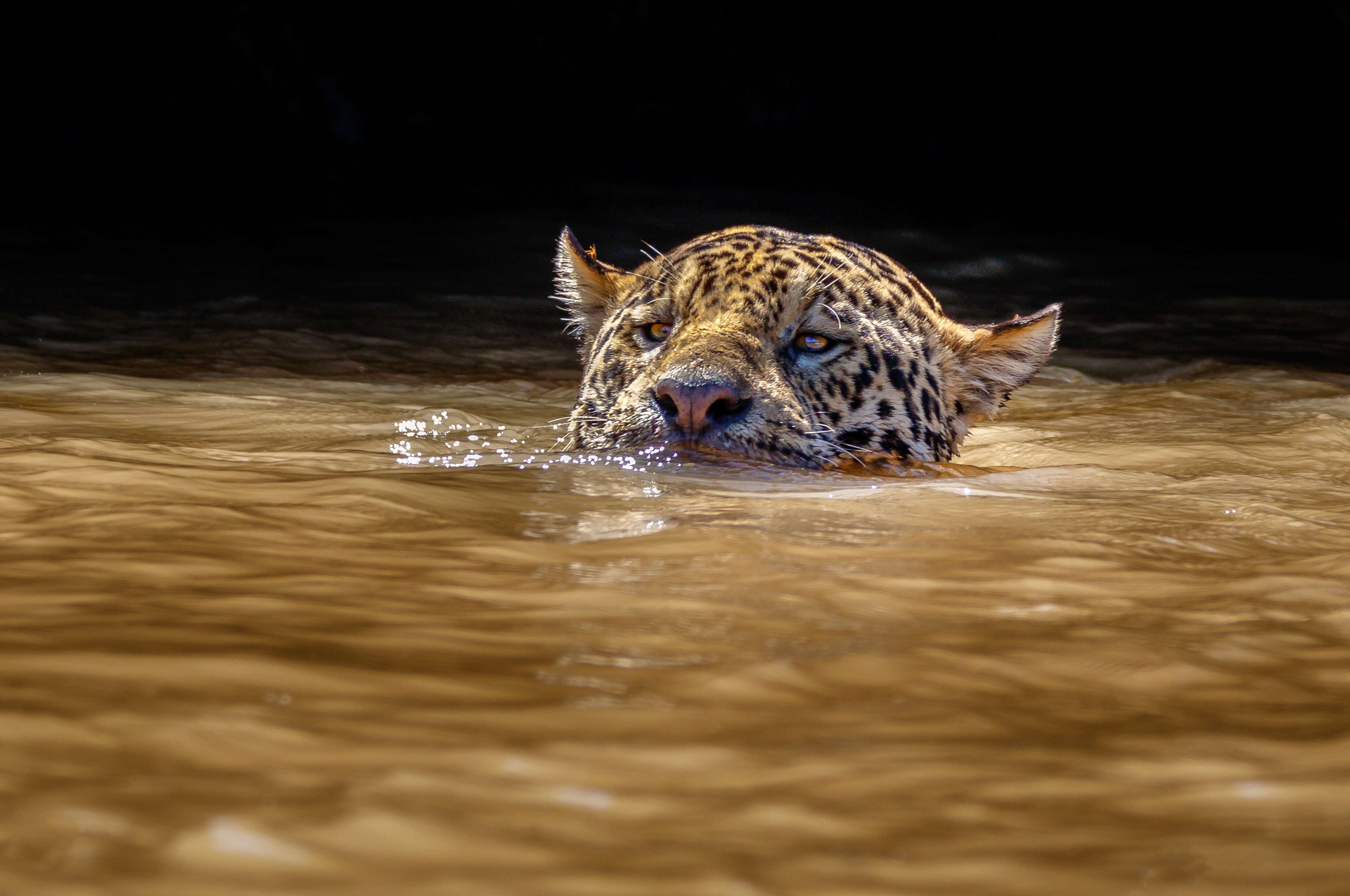 Image of Panthera onca palustris (Ameghino 1888)