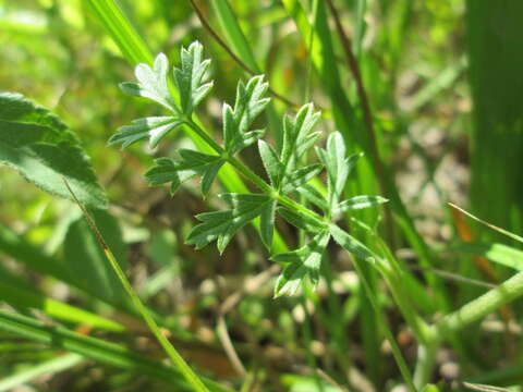 Image of burnet saxifrage