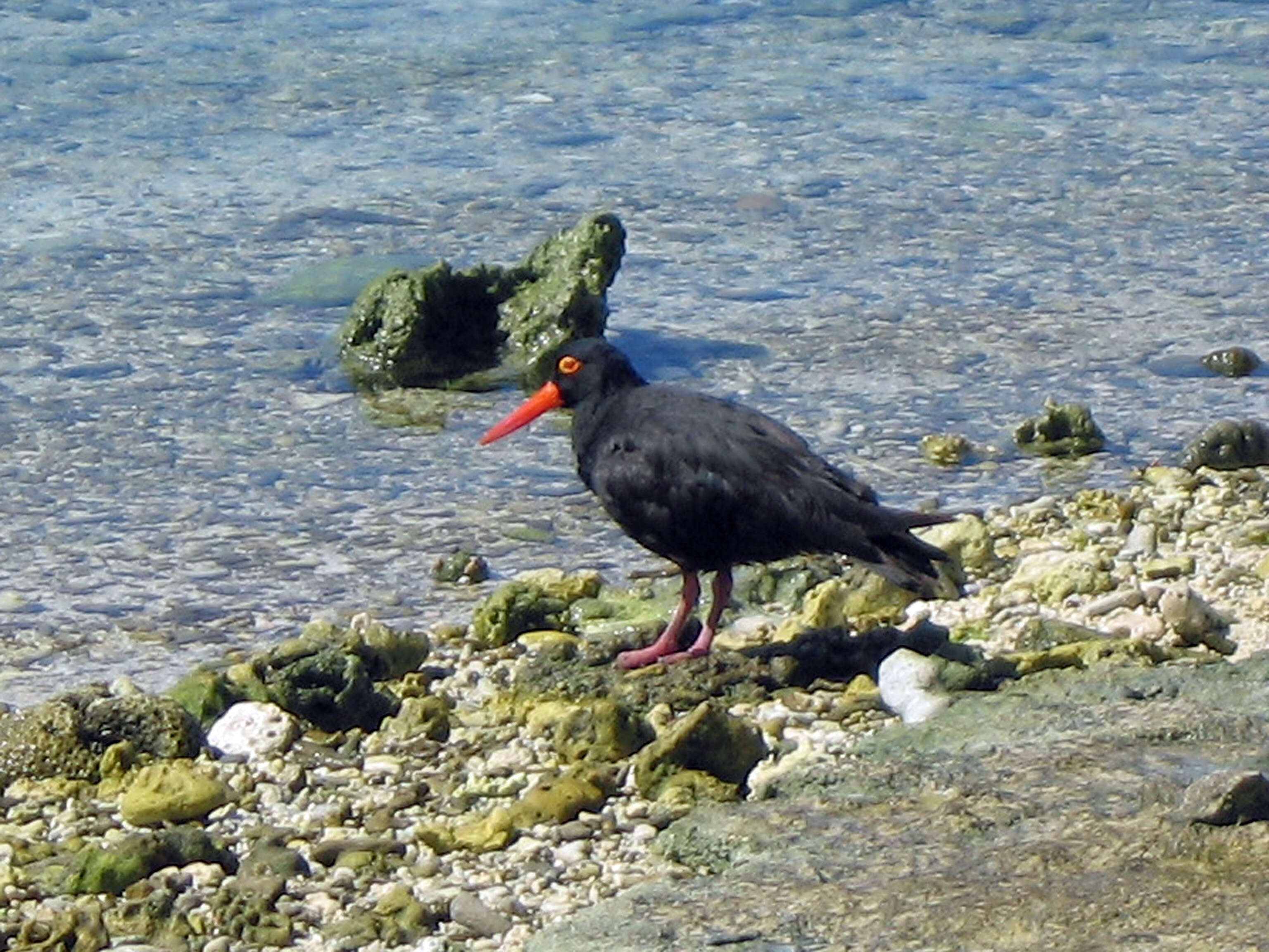 Image of Sooty Oystercatcher