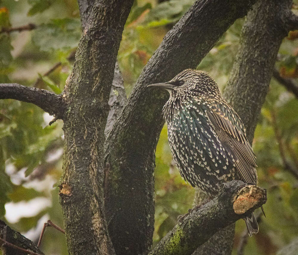 Image of Sturnus Linnaeus 1758