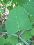 Image of Japanese Knotweed