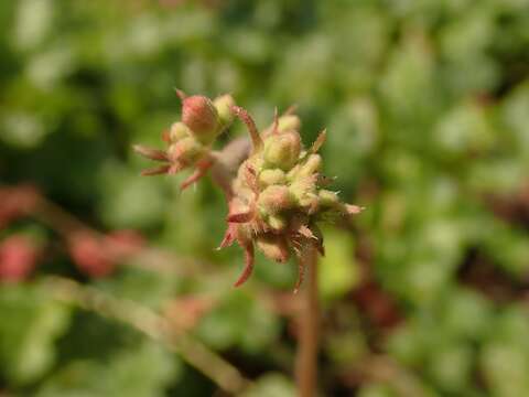 Image of coral bells