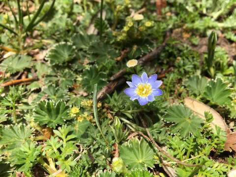 صورة Gentiana prostrata Haenke