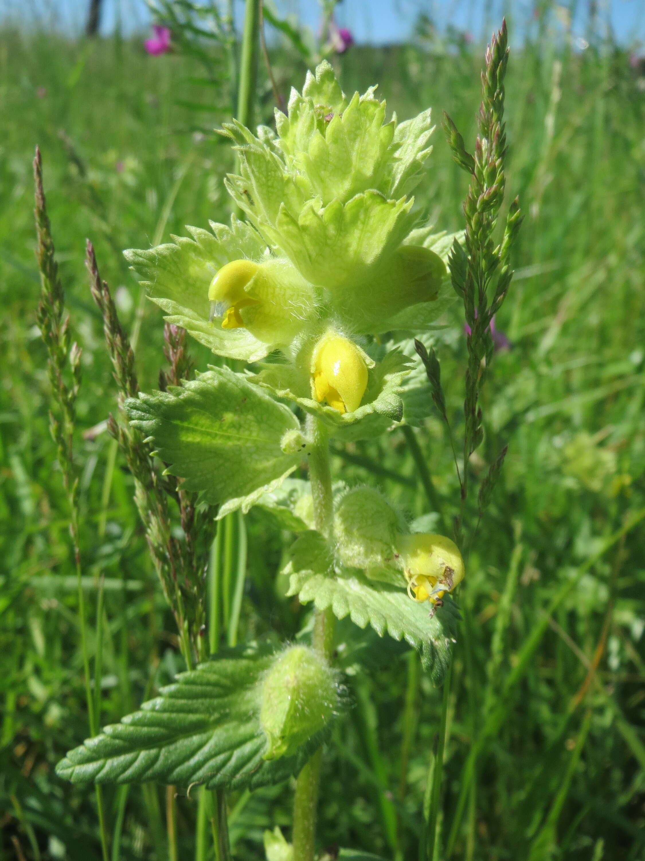 Image of European yellow rattle