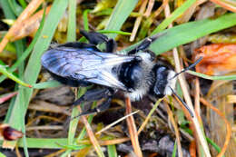 Image de Andrena cineraria (Linnaeus 1758)