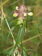 Image of Crested Cow-wheat